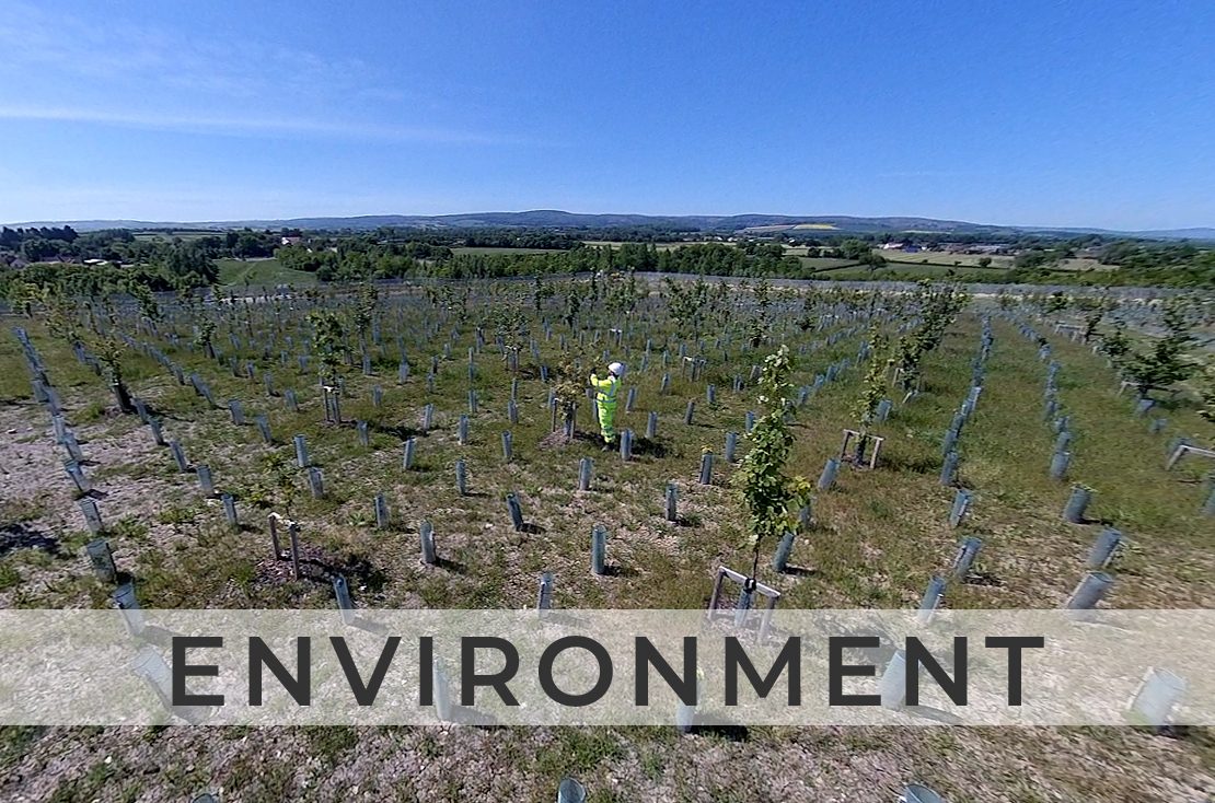 Tree planting sceheme